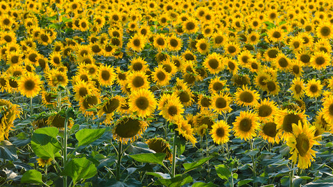 Sunflower Oil benefits