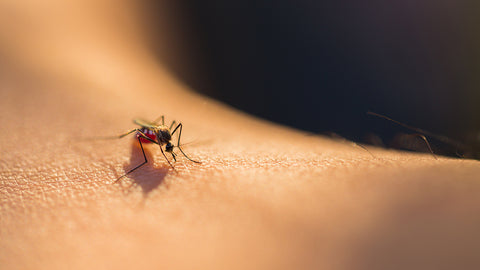 Soothe insect bites by applying lavender essential oil