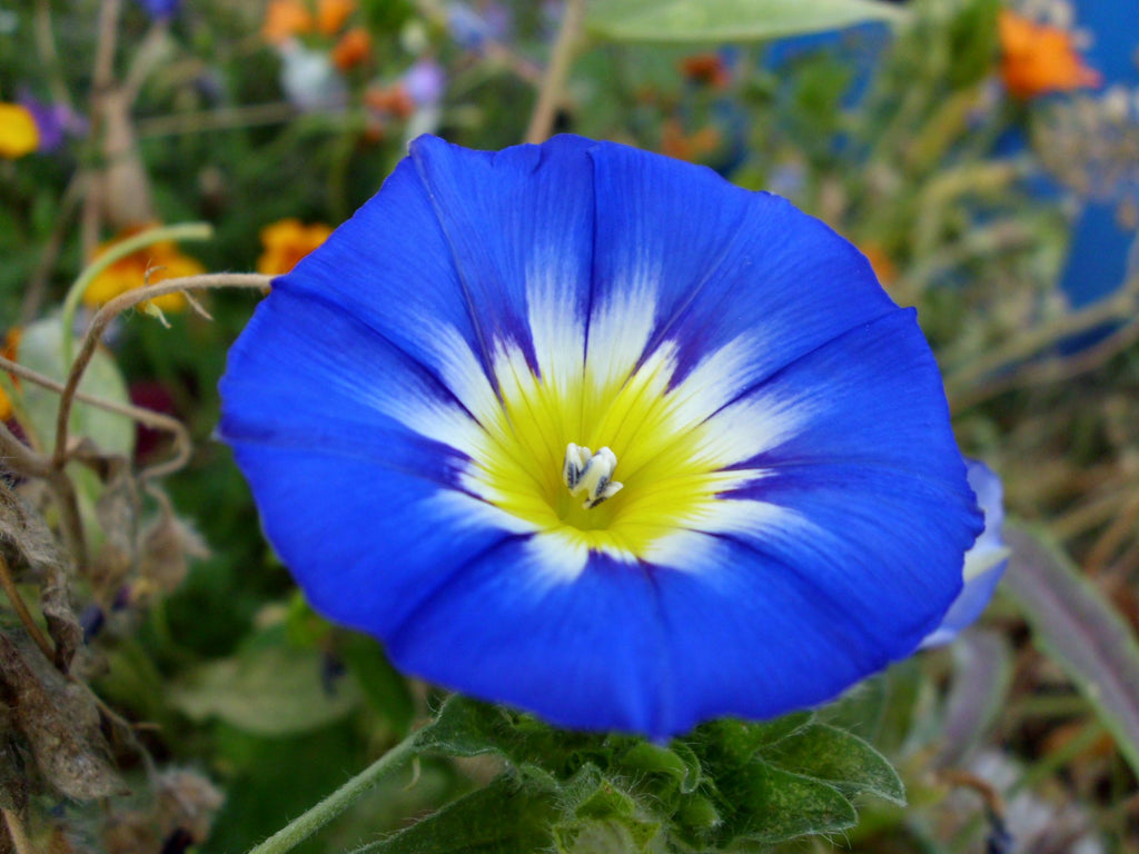 11th anniversary flower morning glory