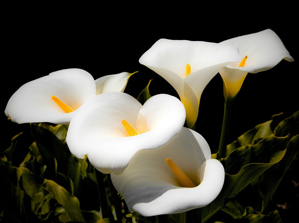 6th wedding anniversary flower calla lily