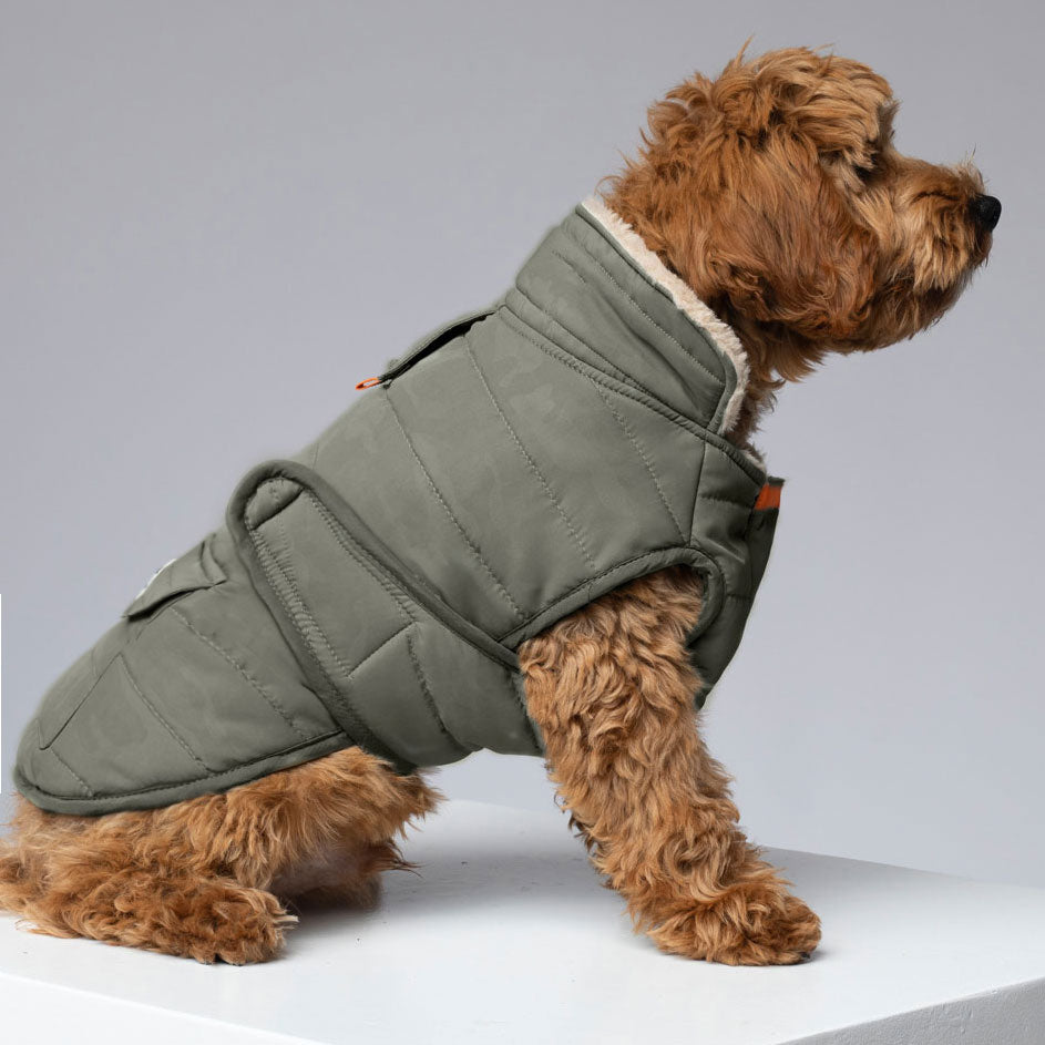 dog with jacket