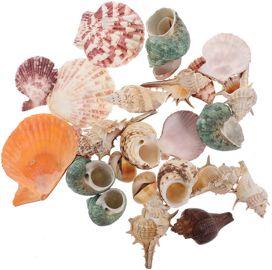 Beach Sea Shell Mix. Gift Shells. Decor for Home, Aquarium