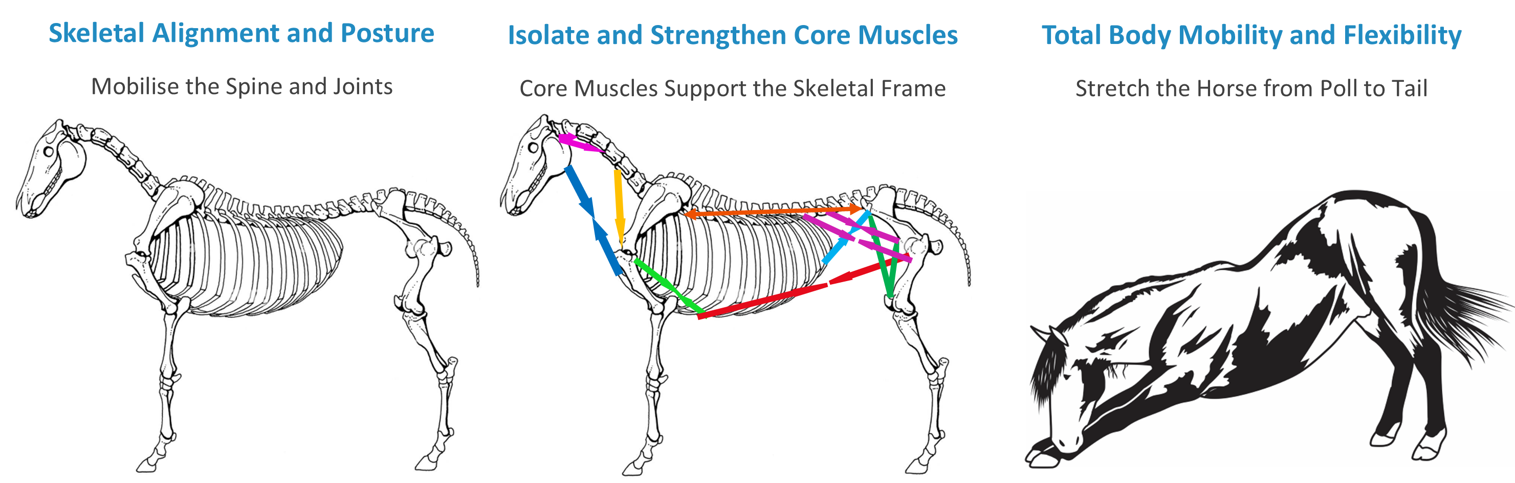 Pilates for Horses - Equine Pilates