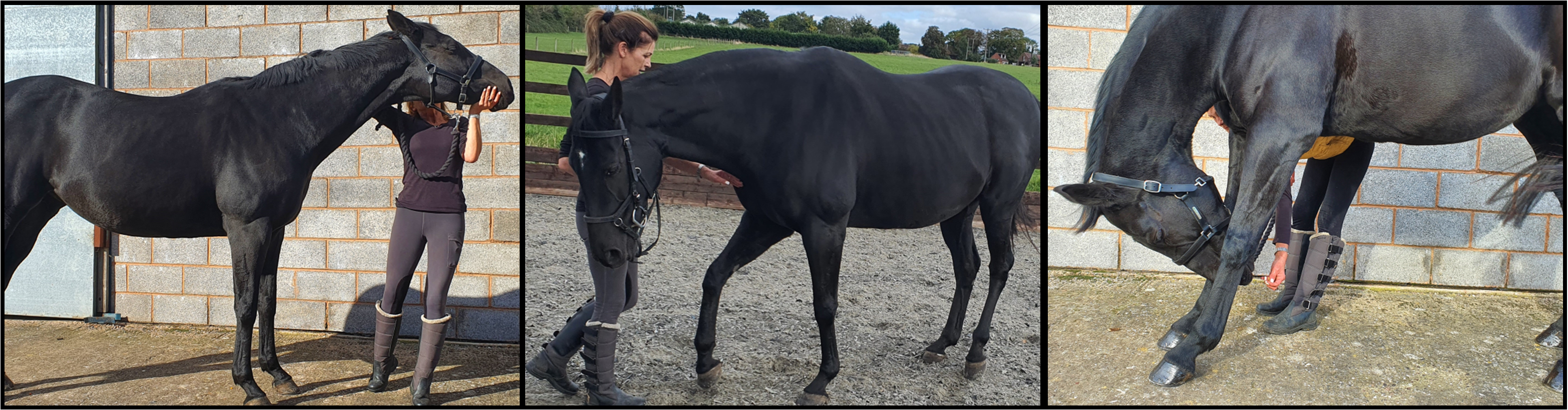 Pilates for Horses - Equine Pilates