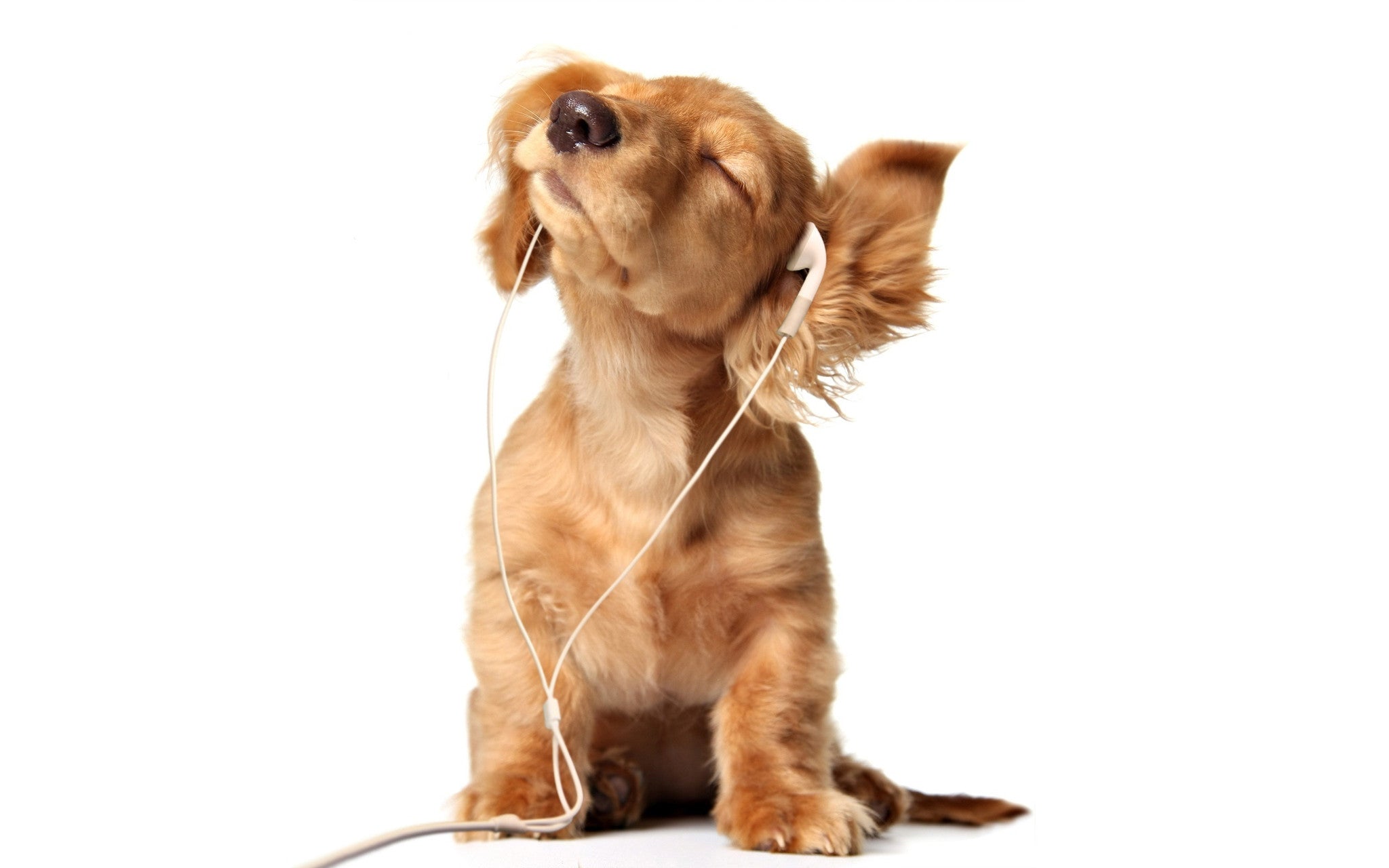 anti anxiety music dogs