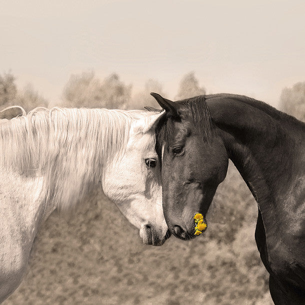 Tangoo_Horses_in_Love_1024x1024.jpg?v=1477787976