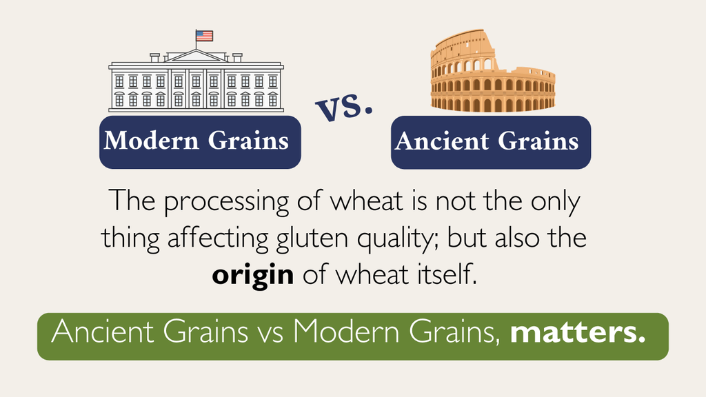 ancient grains vs modern grains matters