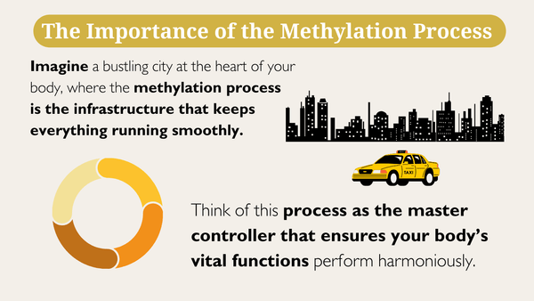 The importance of the methylation process