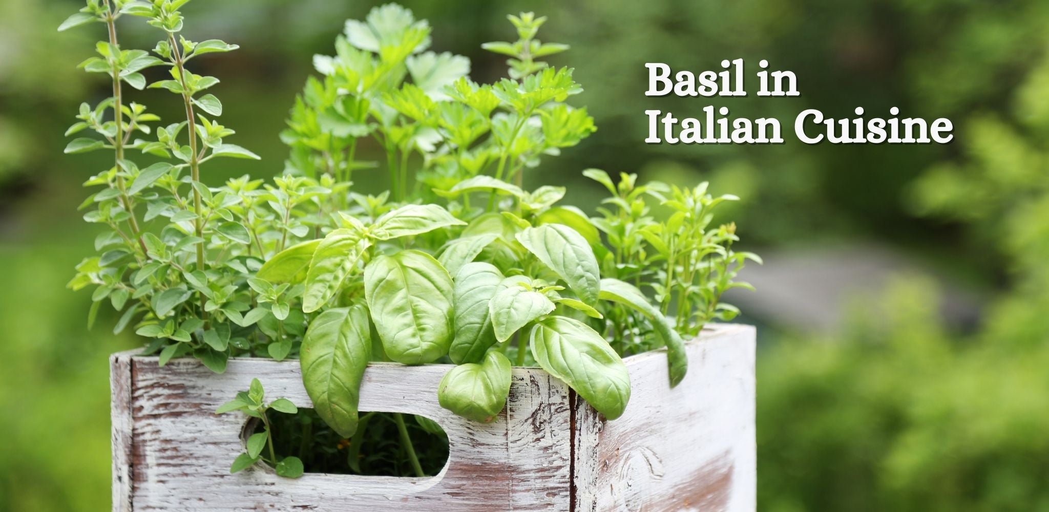 Basil in Italian Cuisine