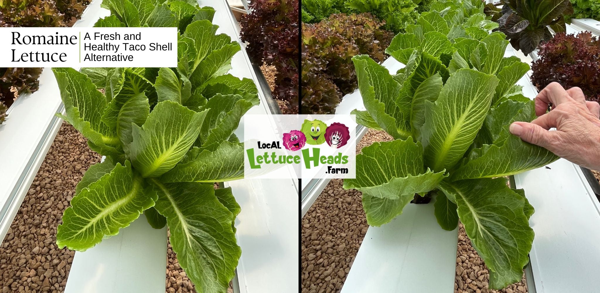 Hydroponic Romaine Lettuce: a Fresh and Healthy Taco Shell Alternative - from LocAL Lettuce Heads Farm