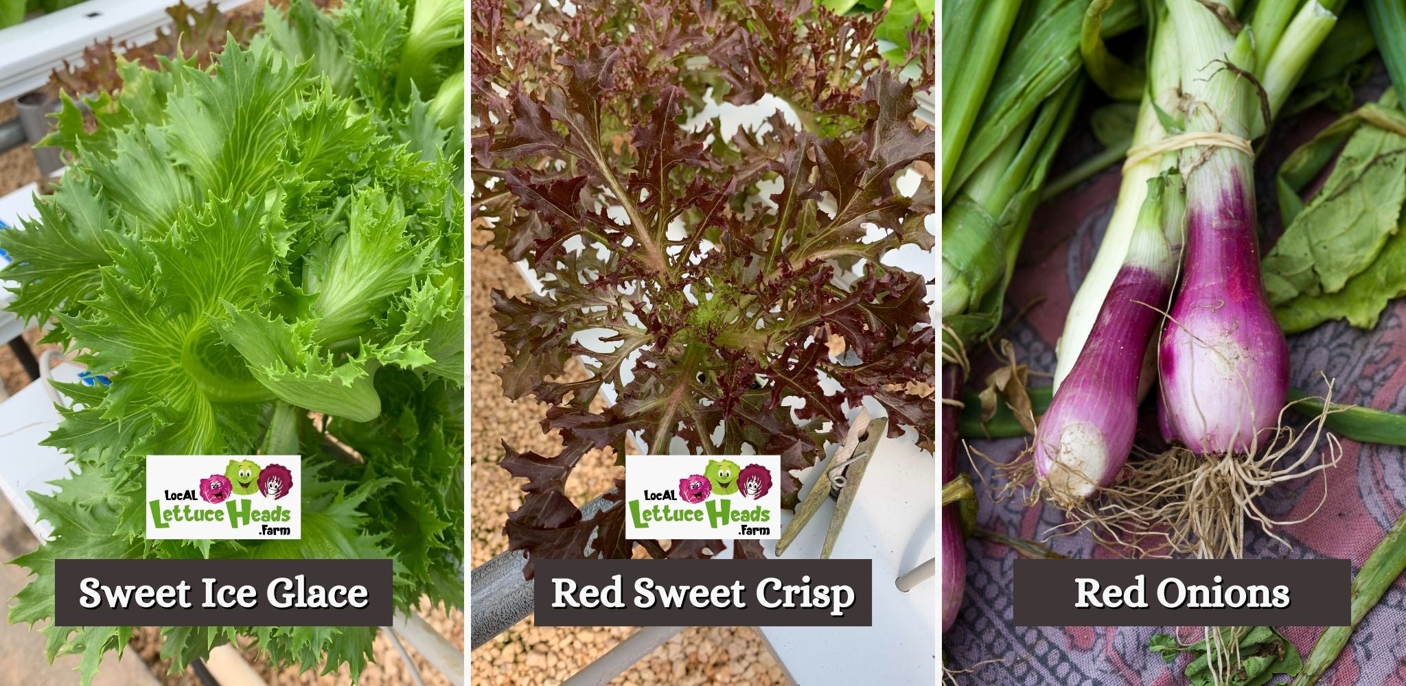 Greens used for this recipe: red onions, hydroponic sweet ice glace and hydroponic red sweet crisp