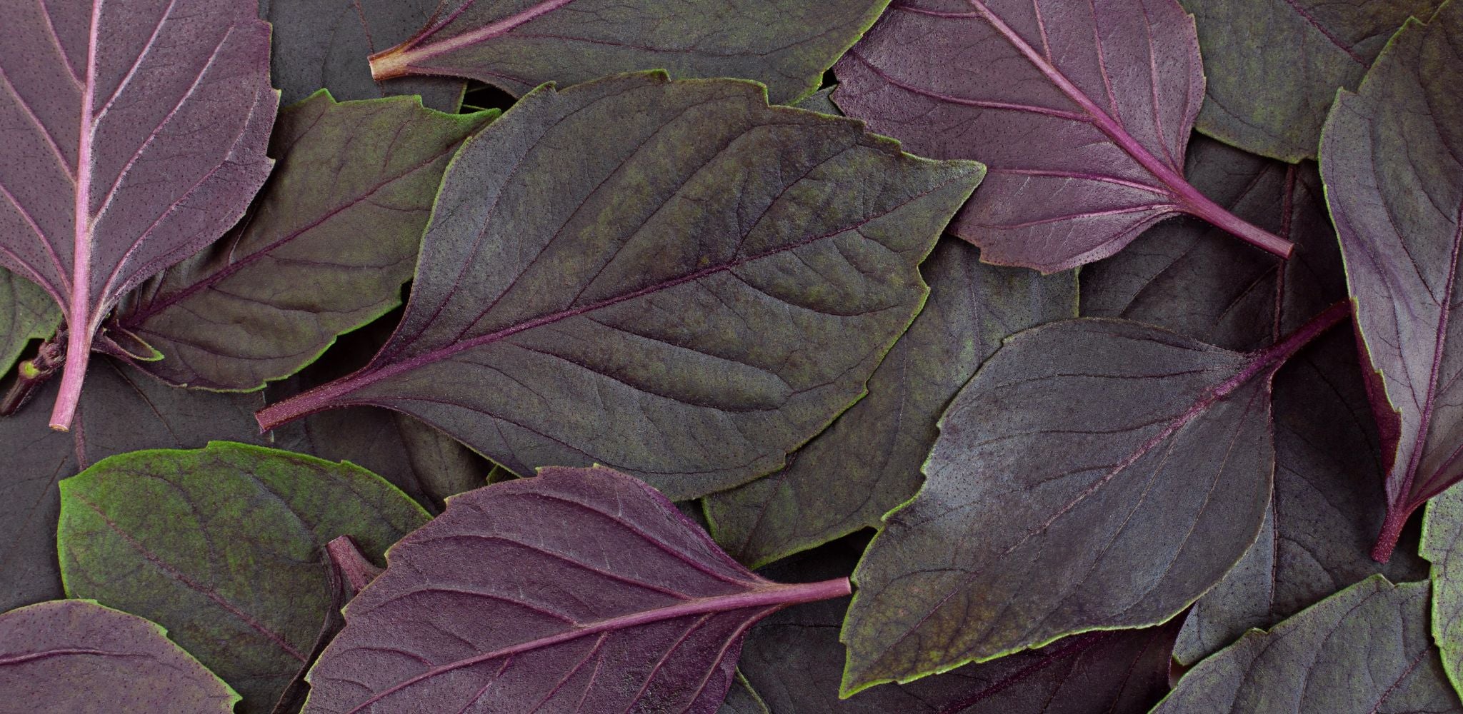 LocAL Lettuce Heads Farm Purple Basil Leaves