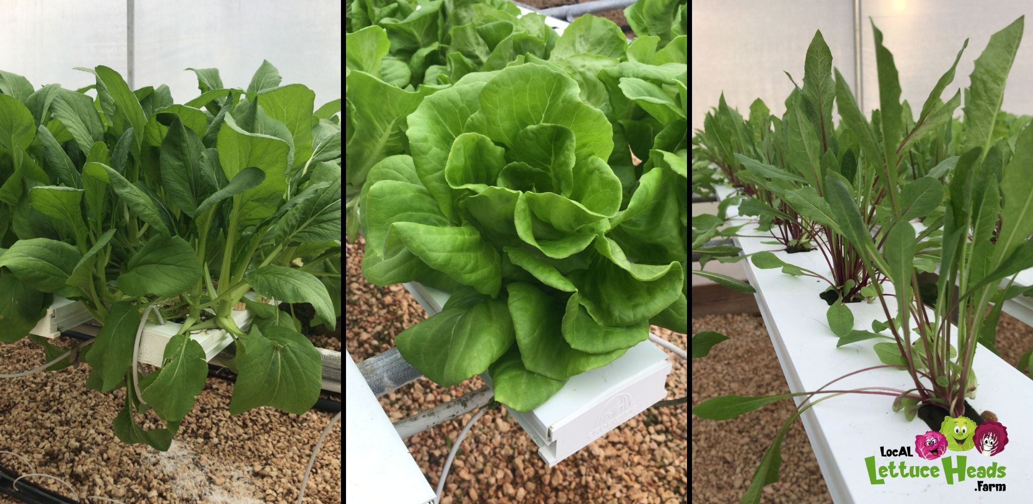 Hydroponic Lettuce mix from LocAL Lettuce Heads Farm