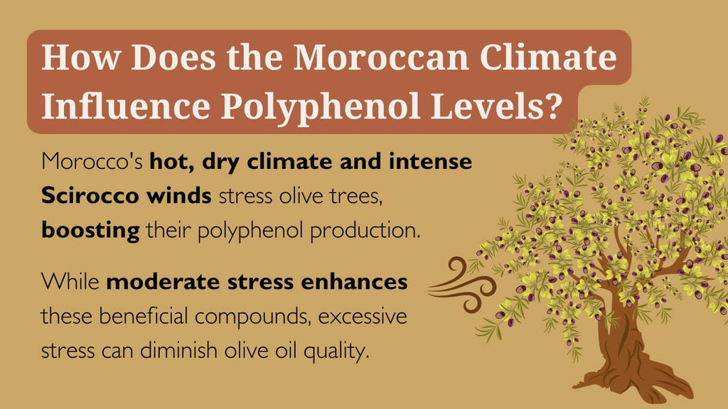 4-How_Does_Moroccan_Climate_Influence_Polyphenols_Levels