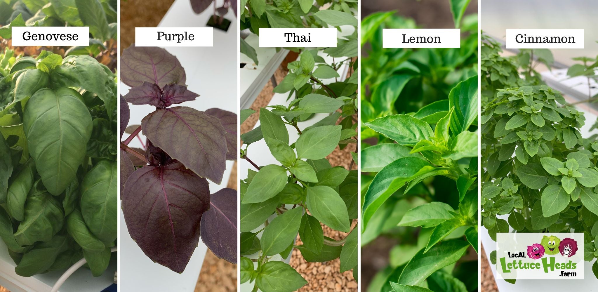 Genovese, Purple, Thai, Lemon and Cinnamon Basil from LocAL Lettuce Heads Farm in Alabama