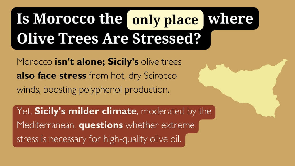 5-Is_Morocco_the_only_place_where_Olive_Trees_are_stressed