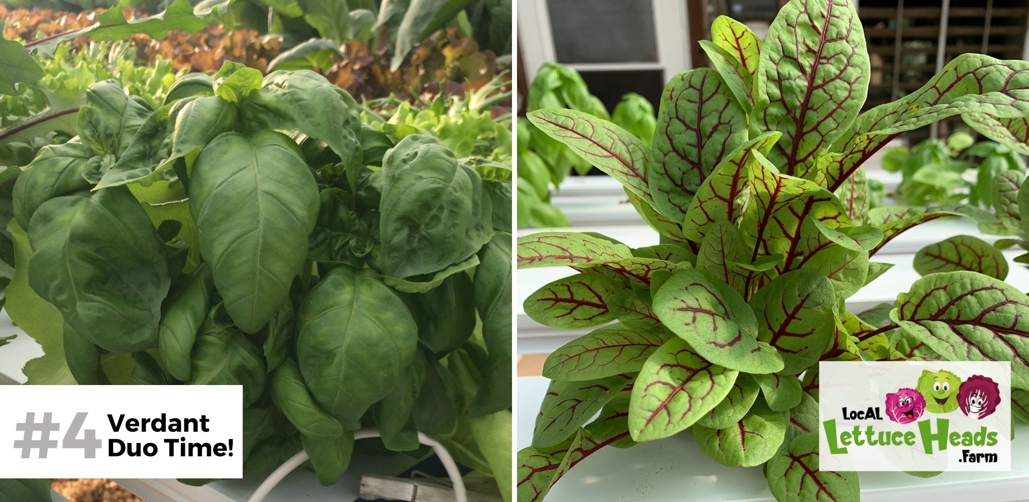 Hydroponic Genovese basil and red sorrel heads from LocAL Lettuce Heads Farm in Loxley, Alabama