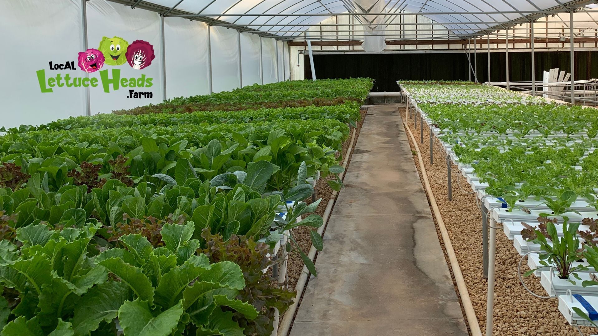 LocAL Lettuce Heads .Farm hydroponic lettuce heads