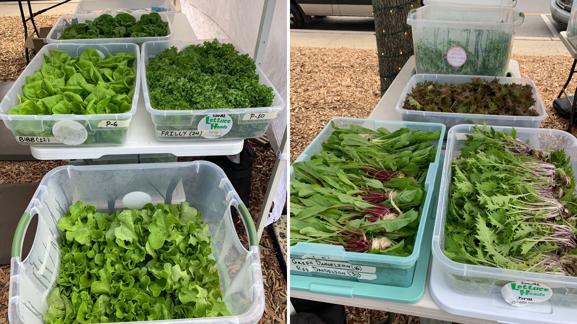 LocAL Lettuce Heads .Farm lettuce heads at Palafox and Foley Market