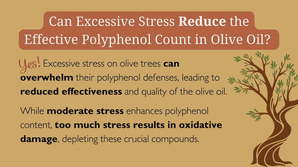 8-Can_Excessive_Stress_reduce_the_effective_polyphenol_count_in_olive_oil