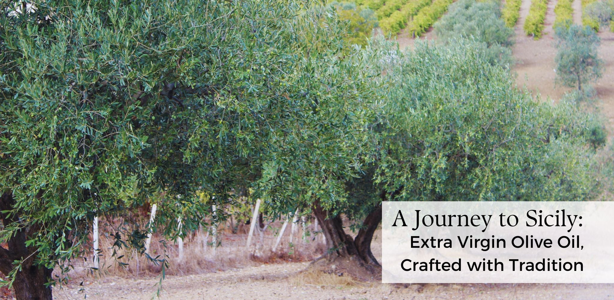 A Journey to Sicily: Papa Vince Orchards located in Sicily, Italy