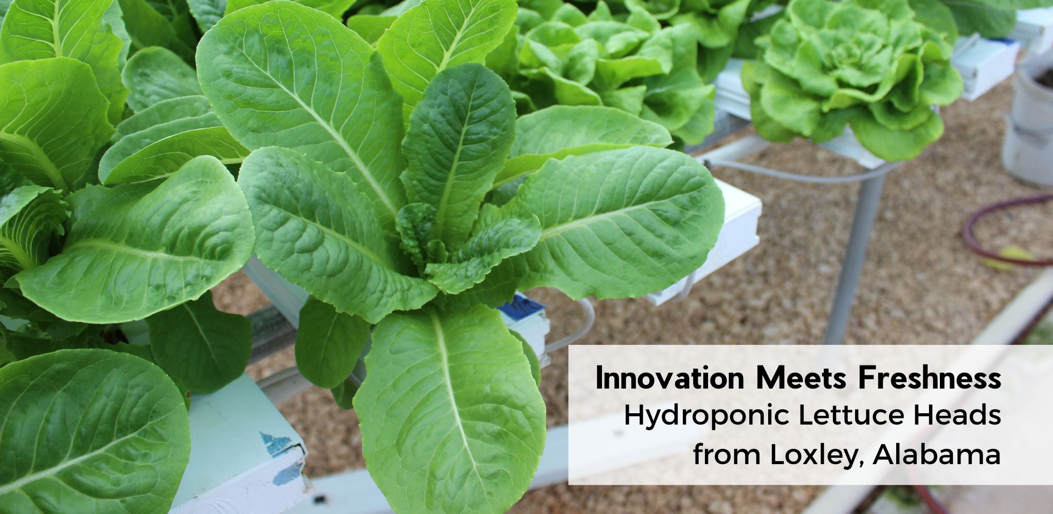 Innovation Meets Freshness: Hydroponic Lettuce Heads from Loxley, Alabama