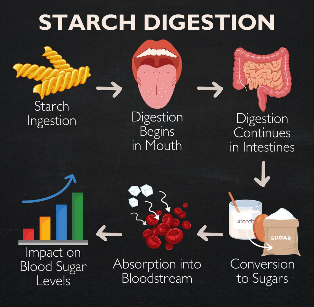 Graphic illustration detailing the starch digestion process, from breakdown ingestion to impact on blood sugar levels