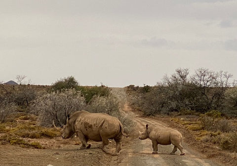 Rhinoceros crossing the road