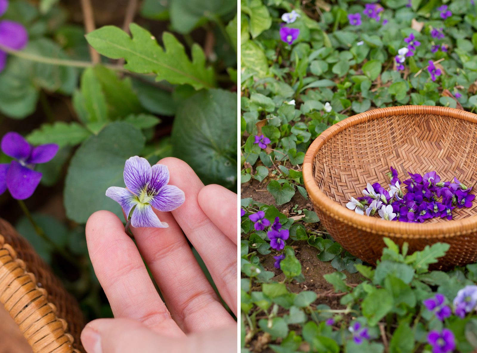 Foraging and collecting edible violets in a basket