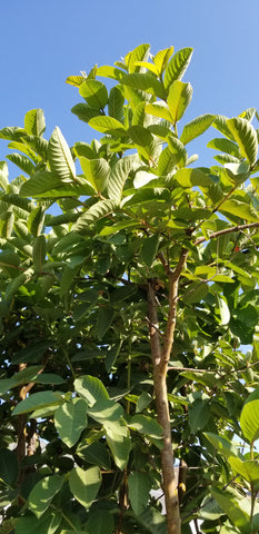 guava tree