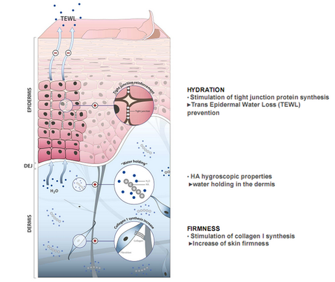 Hygroscopy on skin