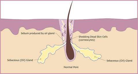 Normal skin pore