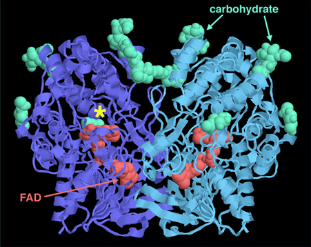 Glucose oxidase in raw honey