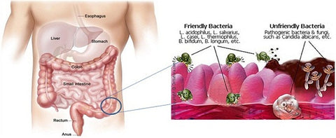 Raw honey floods the digestive system with good bacteria that kill bad bacteria Latin Honey Shop