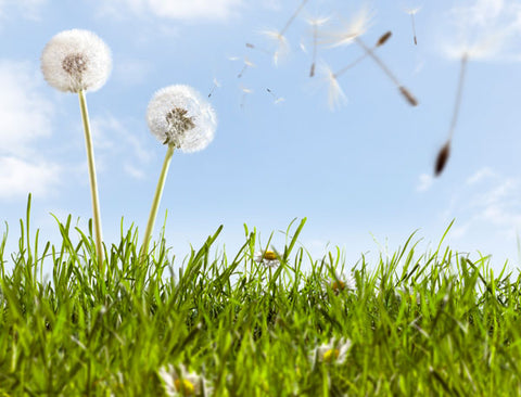 Which Honey Should I Use To Combat Hay Fever