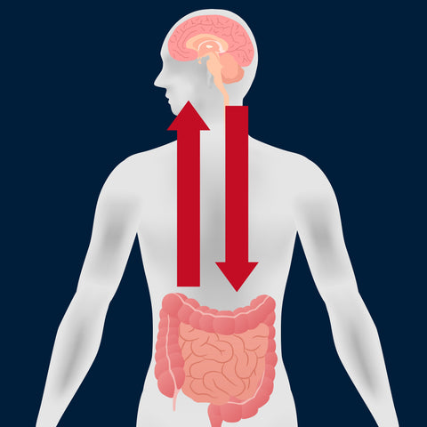 Brain and Digestive System