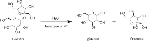 Invertase enzyme in raw honey