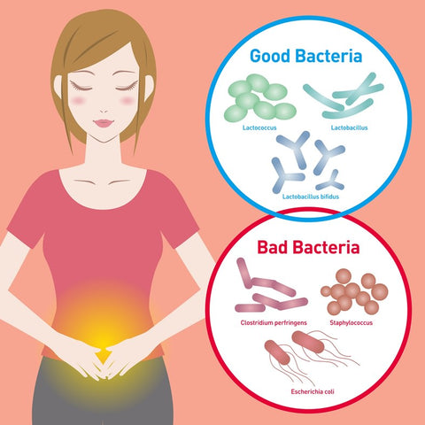 Good and Bad Bacteria Affect on Digestive System