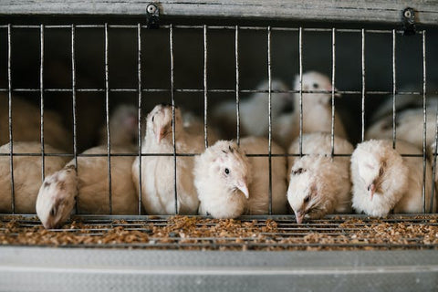 chicken farming in cages