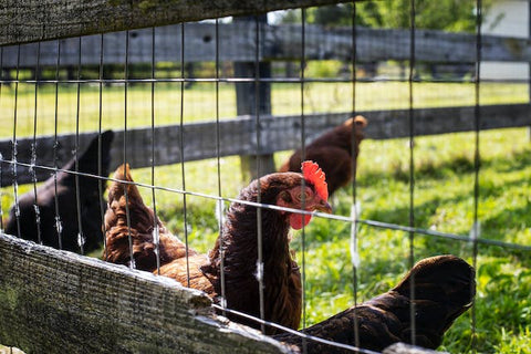 élevage de poulets fermiers en liberté