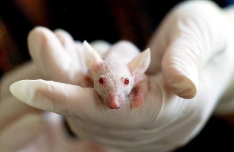 lab rat being tested for hepatitis research