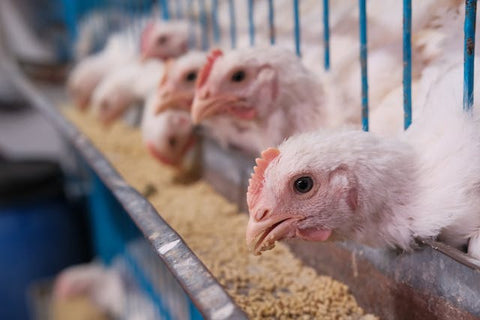 élevage de poulets en batterie