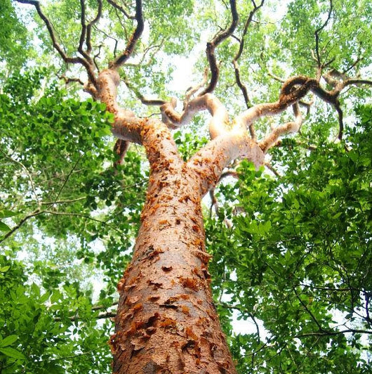 gumbo limbo tree medicinal