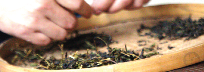 The 6 Steps of Tea Processing – Red Blossom Tea Company