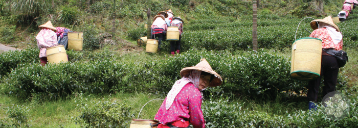 tea pickers on traditional farms