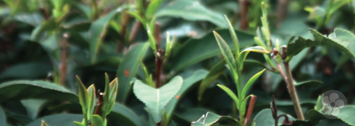 spring tea leaves of the jin xuan variety