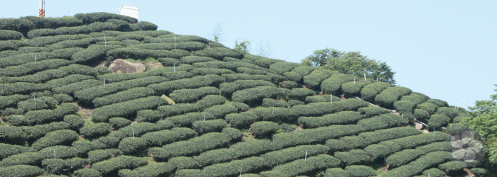mountainside gardens at high elevations produce the creamiest teas