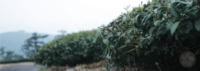 tea bushes on high elevation tea farms are naturally grown