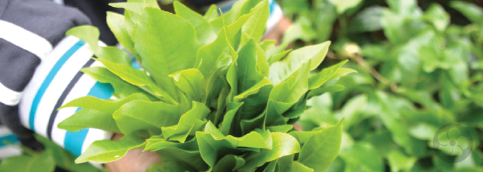 large leaf teas used for black teas