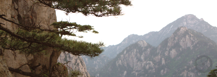 the picturesque cliffs of Wuyi Shan are ideal for growing unique oolong teas